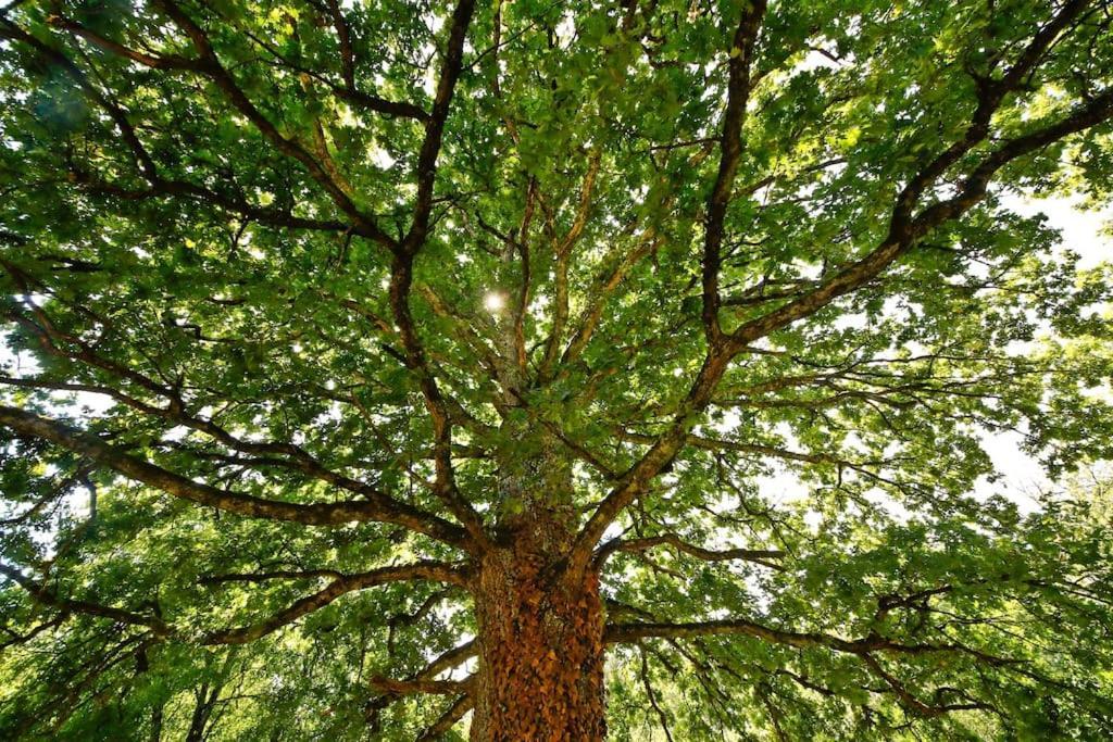 Domaine La Faix, Gite La Forestiere Saint-Plaisir エクステリア 写真